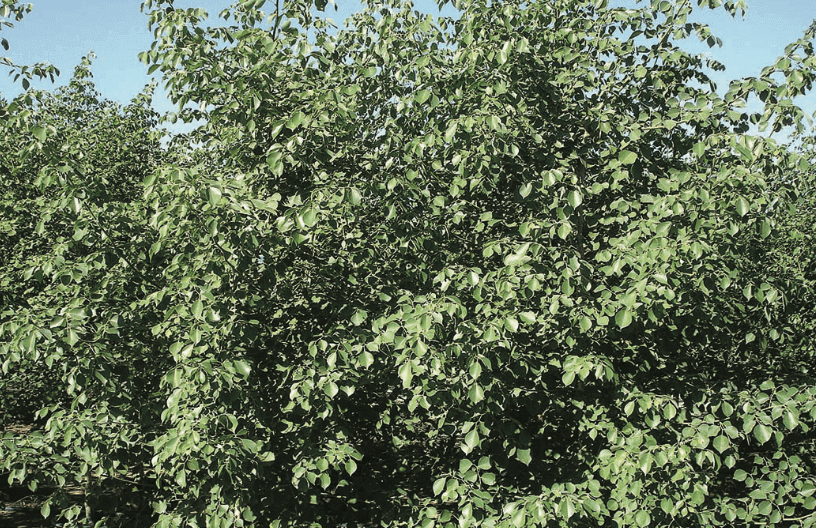 Indian Rosewood (Dalbergia sissoo) – Medium to large-sized tree