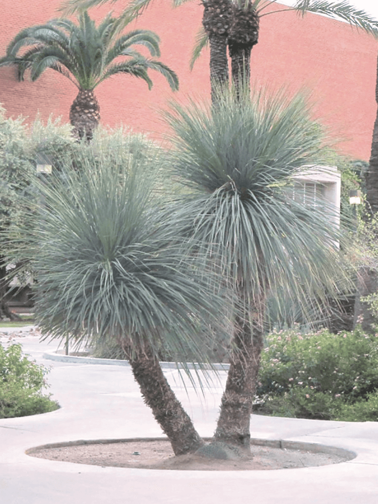Blue Nolina – Nolina nelsonii