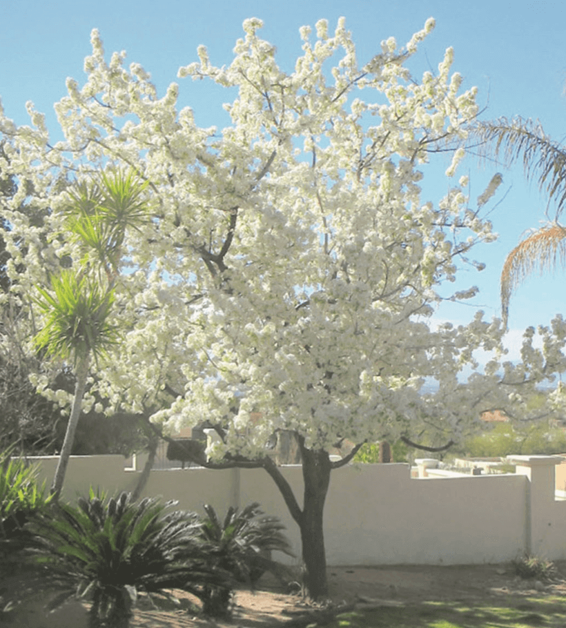 Evergreen Pear – Pyrus kawakamii (medium-sized tree)