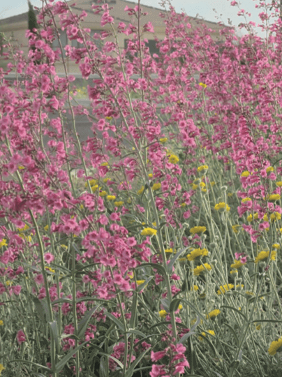 Penstemon