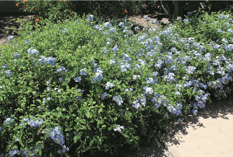 Cape Plumbago – Plumbago auriculata