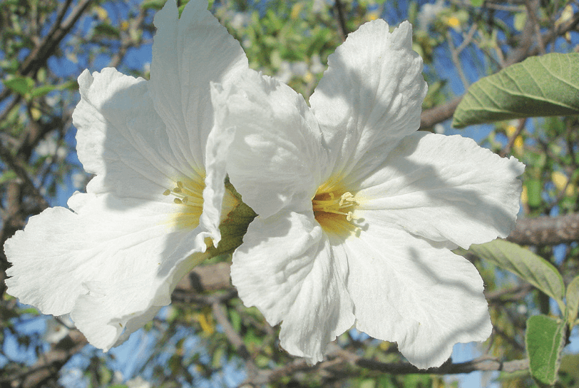 Texas Olive – Cordia boissieri