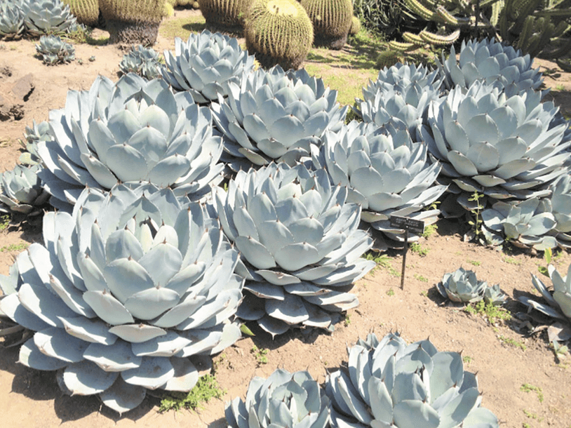 Artichoke Agave – Agave parryi var. truncata