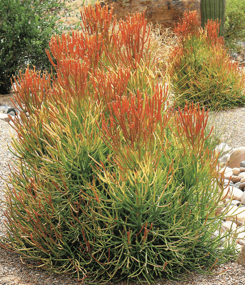 ‘Sticks On Fire’ – Euphorbia tircucali