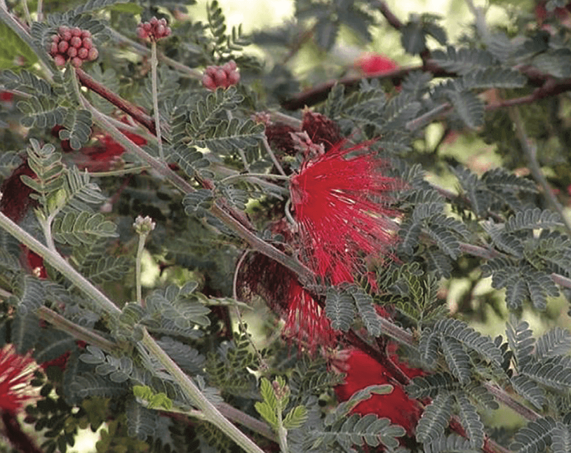 Baja Fairy Duster – Calliandra californica