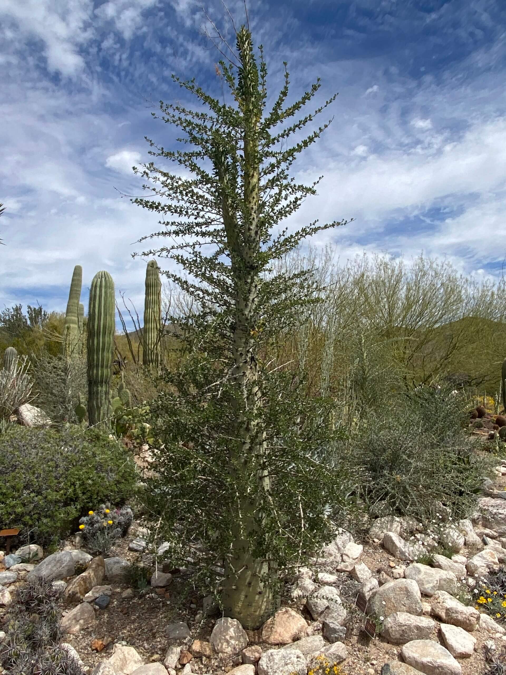 Boojum Tree – Fouquieria columnaris