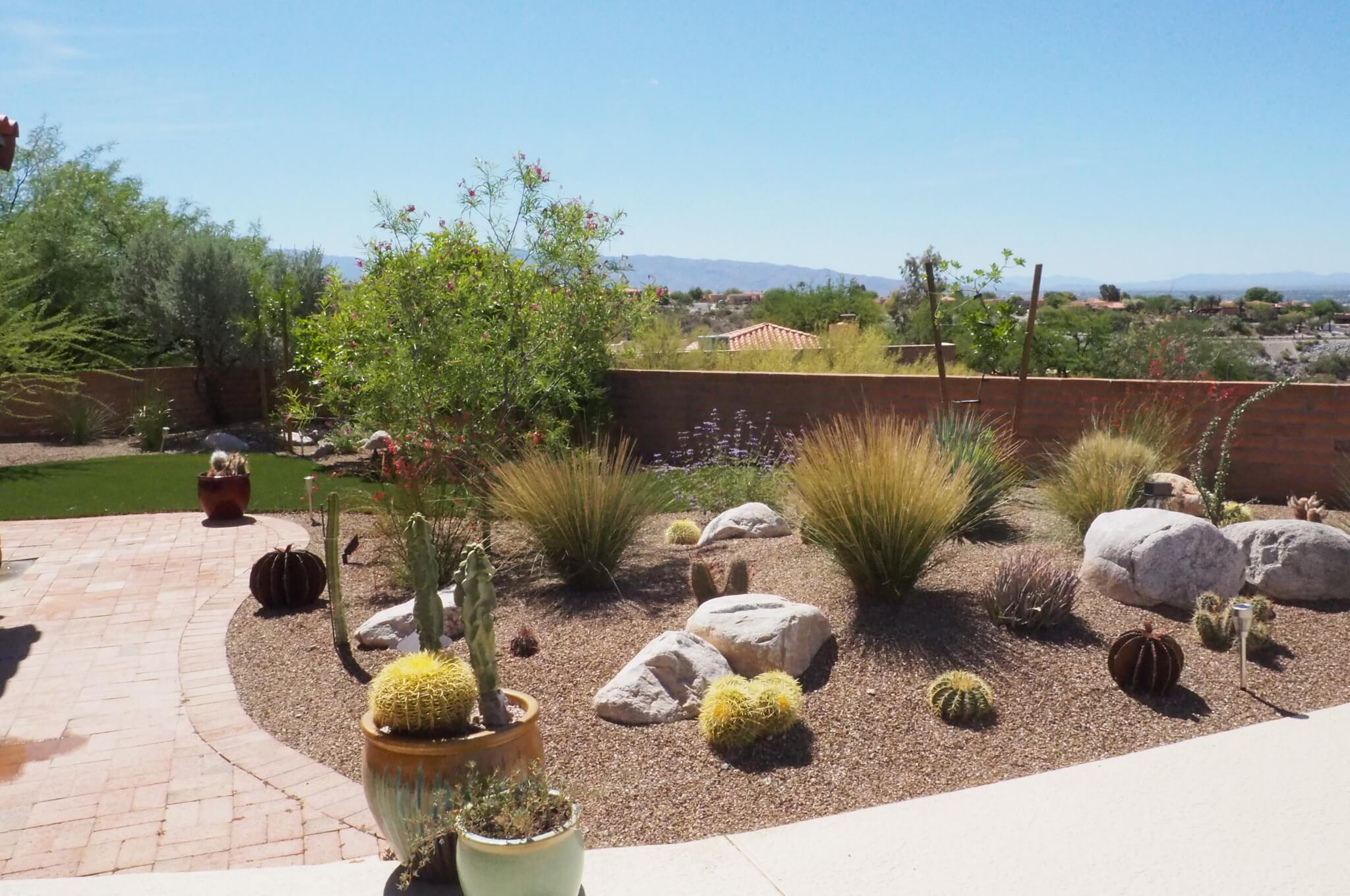 Pruning, Cleanup, & Prep: January Maintenance Tips for Tucson Landscapes