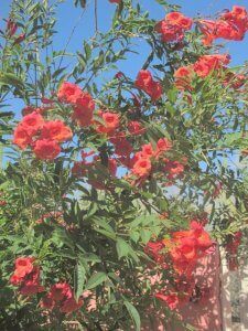 Tecoma ‘Orange Jubilee’