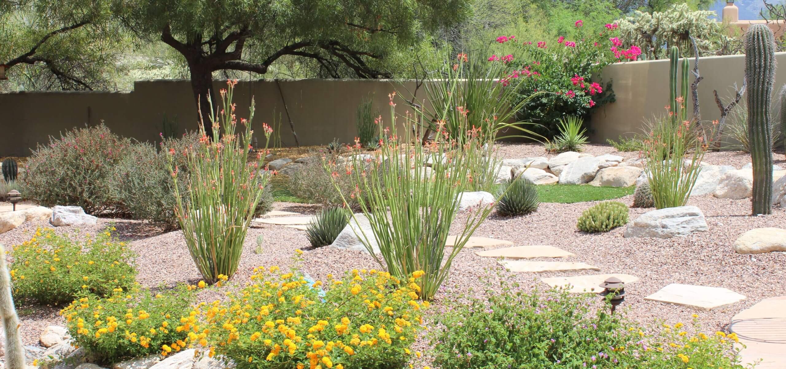 Desert Winter Gardening in Tucson: What to Plant and When