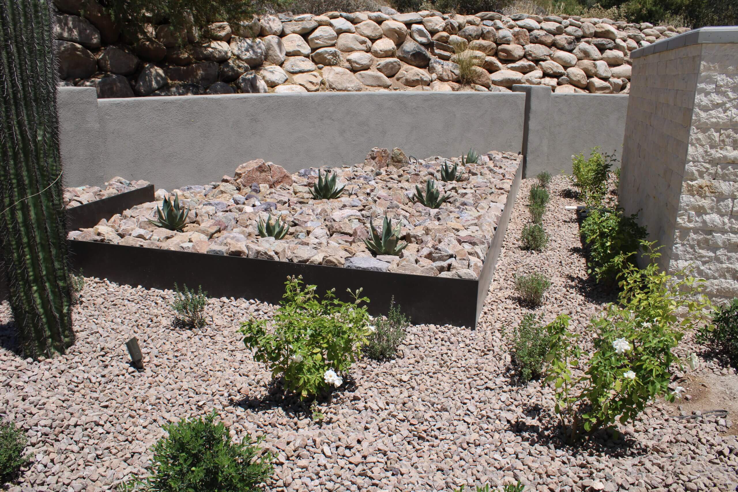Designing a Desert-Smart Landscape: Native Plants and Water-Wise Ideas for Tucson Yards