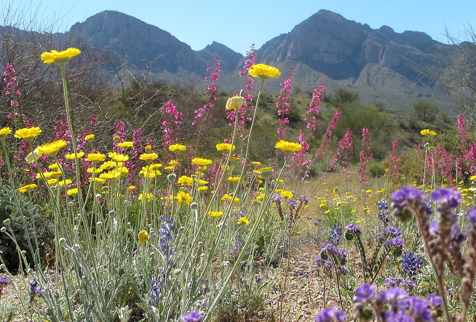 Tucson Landscape Design