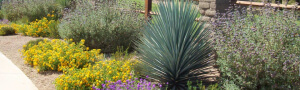 Landscape installation in Tucson
