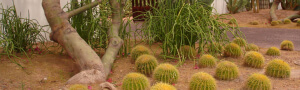Tucson cacti