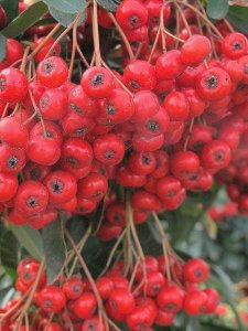 Pyracantha coccinea berries, Firethorne, Scarlet Firethorne (1)