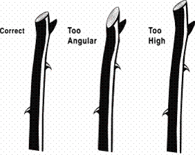 Illustration showing the correct angle to prune the rose cane