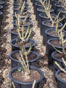 Roses pruned and ready for sale