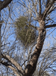 Mistletoe in a dormant mesquite tree