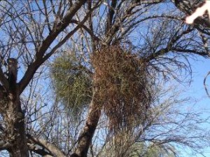Mesquites infested with mistletoe parasite