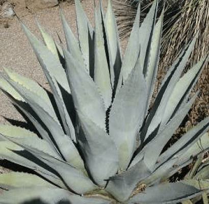 Blueish-grey to agave-blue-green. Inspired by the agave tree in