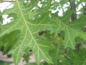 Iron deficiency on an Oak leaf