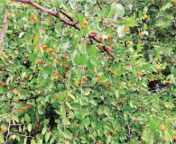 Celtis ehrenbergiana: Desert Hackberry Small tree