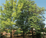 Grevillea robusta - Silk Oak Tree Large-sized tree