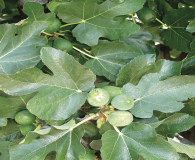 Ficus Carica or Common Fig, Edible Fig Medium-sized tree