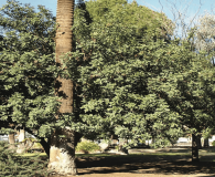 Ceratonia siliqua Carob, St. John’s Bread Large-sized tree