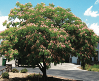 Albizia julibrissin Mimosa, Silk Tree Medium-sized tree