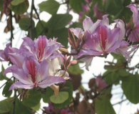 Phanera purpurea and Phanera variegata - Purple and White Orchid Trees medium-sized tree