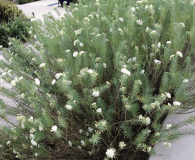 Asclepias linaria Threadleaf Milkweed, Pineleaf Milkweed Small-sized perennial shrub