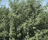 Indian Rosewood (Dalbergia sissoo) - Medium to large-sized tree