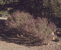 Black Dalea - Dalea frutescens (Small-sized shrub)