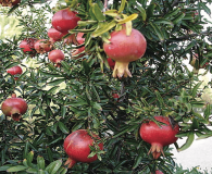 Pomegranate and Dwarf Pomegranate Large-medium-sized shrub  (Punica granatum or Punica granatum ‘Nana’,)