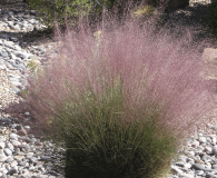 Mist Grass Ornamental grass  (Muhlenbergia capillaris ‘Regal Mist’ Gulf Muhlygrass)