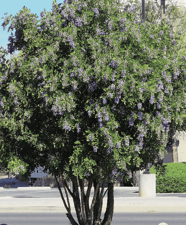 Texas Mountain Laurel Dermatophyllum secundiflorum Horticulture Unlimited