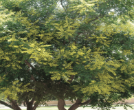 Golden Rain Tree - Koelreuteria paniculata
