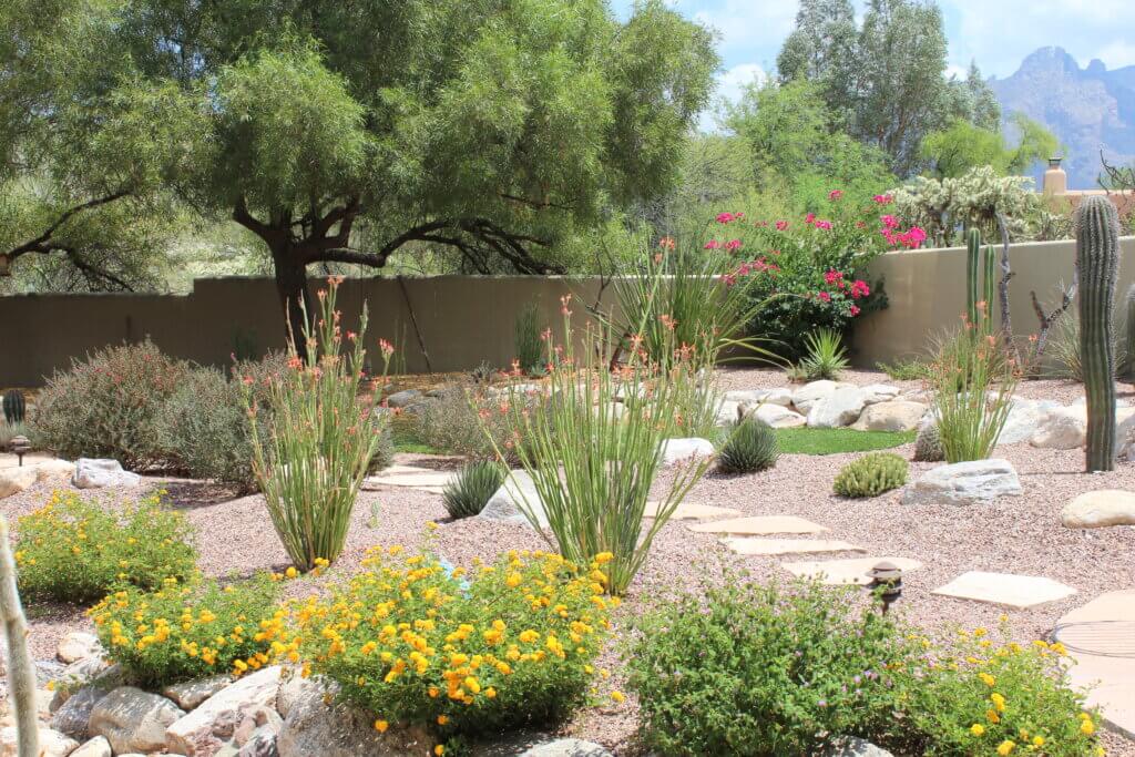 A Tucson home featuring stunning landscape design with gardens full of plants native to Southern Arizona
